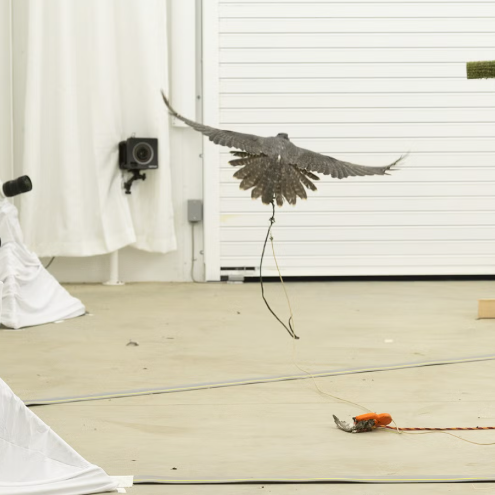 falcon in flight inside an indoor space